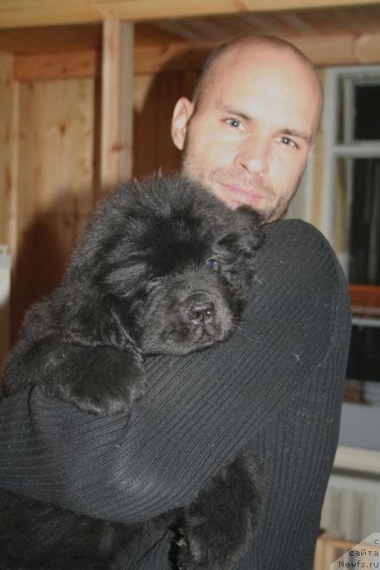 Фото: ньюфаундленд Beguschaya po volnam Russian Hit (Бегущая по волнам Руссиан Хит)