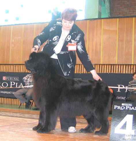 Фото: ньюфаундленд Charovnitsa   iz Medvejyego Yara (Чаровница из Медвежьего Яра)