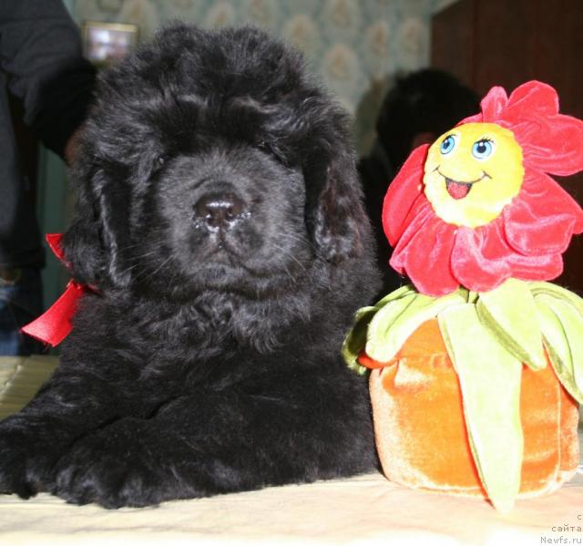 Фото: ньюфаундленд Beguschaya po Volnam Revolution a la Rus (Бегущая по Волнам Револутион а ла Рус)