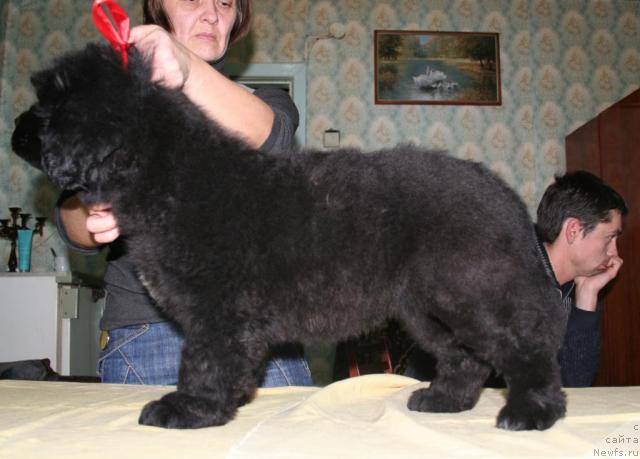 Фото: ньюфаундленд Beguschaya po Volnam Revolution a la Rus (Бегущая по Волнам Револутион а ла Рус)