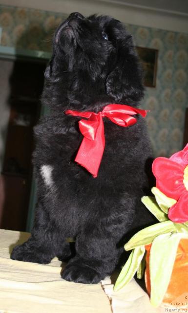 Фото: ньюфаундленд Beguschaya po Volnam Revolution a la Rus (Бегущая по Волнам Револутион а ла Рус)