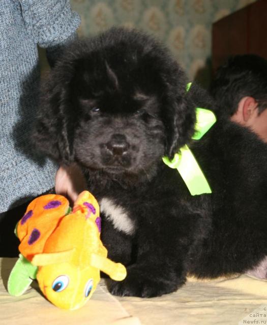 Фото: ньюфаундленд Beguschaya po Volnam Razve YEtogo Malo (Бегущая по Волнам Разве Этого Мало)