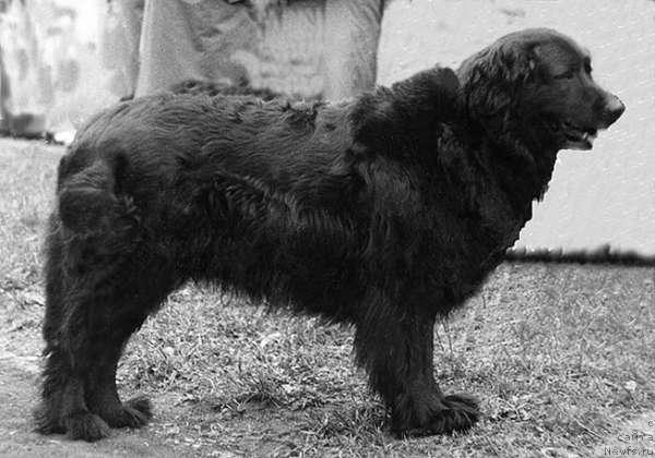 Фото: ньюфаундленд Greys Marelle (Грейс Марелле)