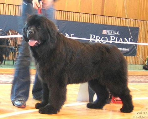 Фото: ньюфаундленд CHarovnica Sibiri ot Marleon Dusvik (Чаровница Сибири от Марлеон Дусвик)