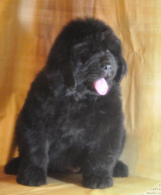 Фото: ньюфаундленд Myedjikal Oushen Dark Kvin (Мэджикал Оушен Дарк Квин)