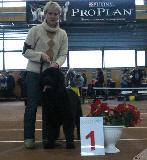 Фото: ньюфаундленд Ih Vyisochestvo Batterflyay Blyek Omeliya (Их Высочество Баттерфляй Блэк Омелия)