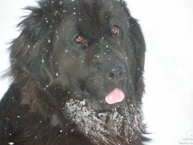 Фото: ньюфаундленд Hyeppi Gertruda (Хэппи Гертруда)