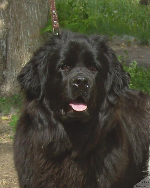 Фото: ньюфаундленд YArkaya Mega Zvezda ot Marleon Dusvik (Яркая Мега Звезда от Марлеон Дусвик), Vladimir Podkopaev (Владимир Подкопаев)