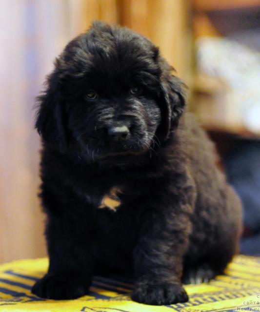 Фото: ньюфаундленд Potap YAgodka (Потап Ягодка)