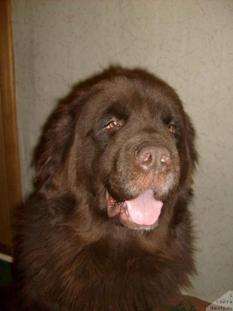Фото: ньюфаундленд Fann'yuf Akudzyava Nazarovna (Фанньюф Акудзява Назаровна)