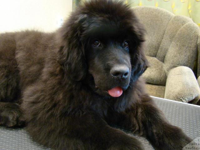 Фото: Сент Джонс Тендер Кисс оф Элли 4 месяца