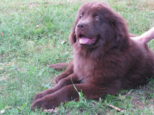 Фото: ньюфаундленд Magnat iz Arkaima (Магнат из Аркаима)