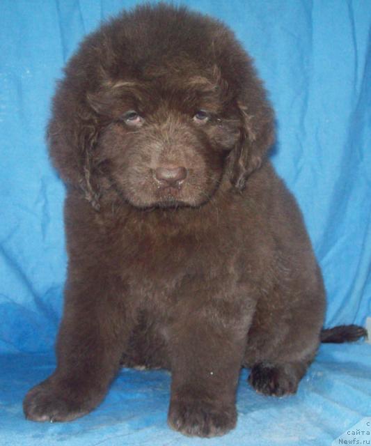 Фото: ньюфаундленд Obvorojitel'naya Dama (Обворожительная Дама)