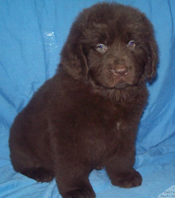 Фото: ньюфаундленд Odna na Million (Одна на Миллион)