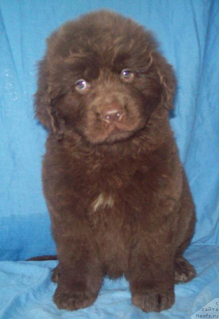 Фото: ньюфаундленд Otrada Lyubvi (Отрада Любви)