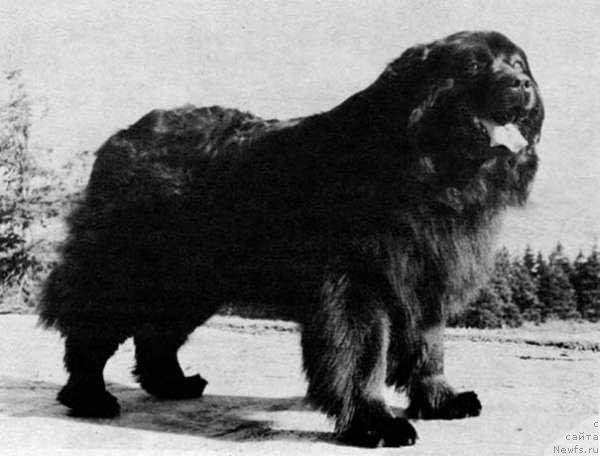 Фото: ньюфаундленд Romy von der Schurz