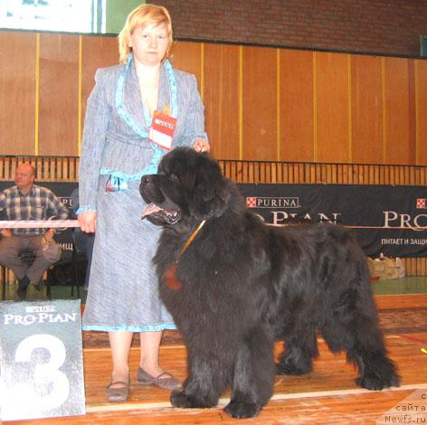 Фото: ньюфаундленд Yuzhny Sharm iz Medvejyego Yara (Южный Шарм из Медвежьего Яра)