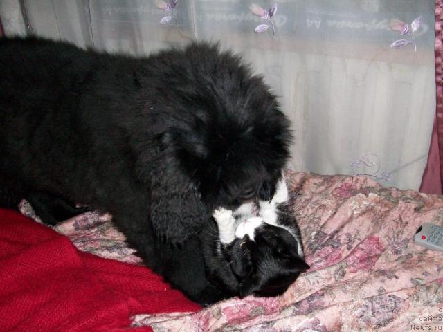 Фото: Natal'ya Berejneva (Наталья Бережнева), ньюфаундленд Karat iz Medvejyego Yara (Карат из Медвежьего Яра)