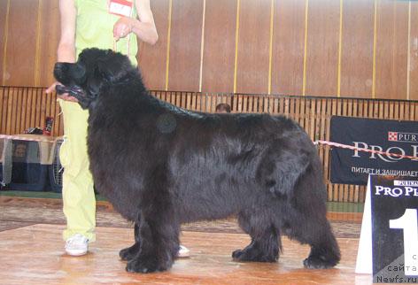 Фото: ньюфаундленд Yunspotid Hay iz Medvejyego Yara (Юнспотид Хай Из Медвежьего Яра)