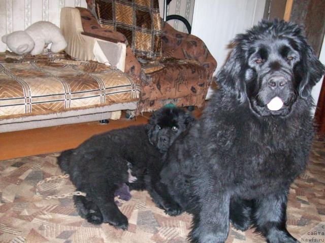 Фото: ньюфаундленд Karat iz Medvejyego Yara (Карат из Медвежьего Яра)