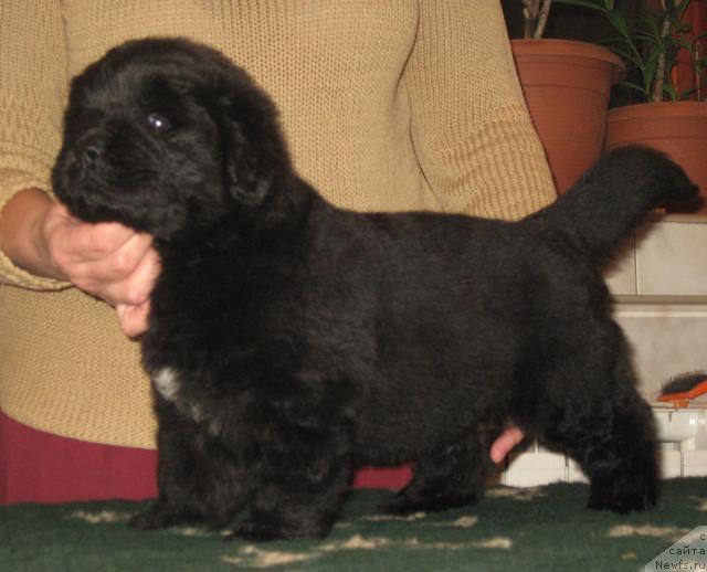 Фото: ньюфаундленд Obereg s Berega Dona (Оберег с Берега Дона)