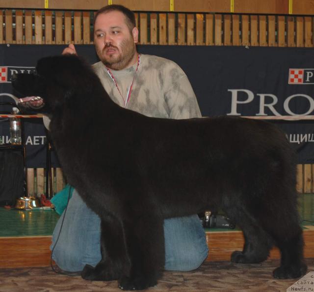 Фото: ньюфаундленд Zhemchuzhina Rostova s Berega Dona (Жемчужина Ростова с Берега Дона), Kiril Ermakov (Кирил Ермаков)