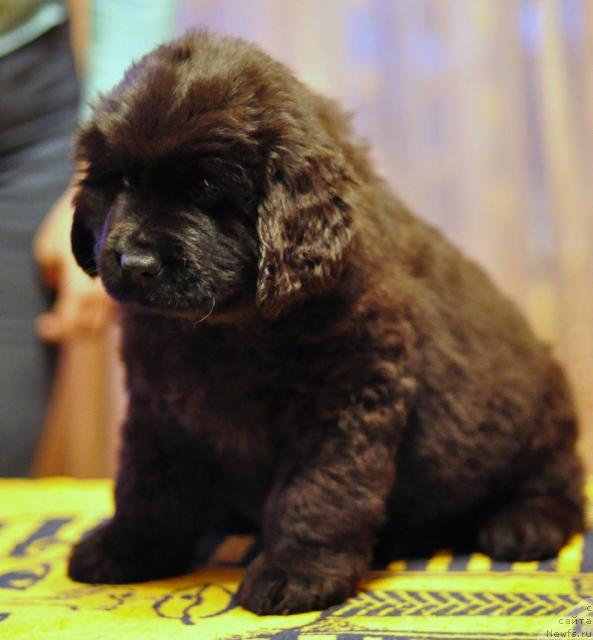 Фото: ньюфаундленд Potap YAna (Потап Яна)