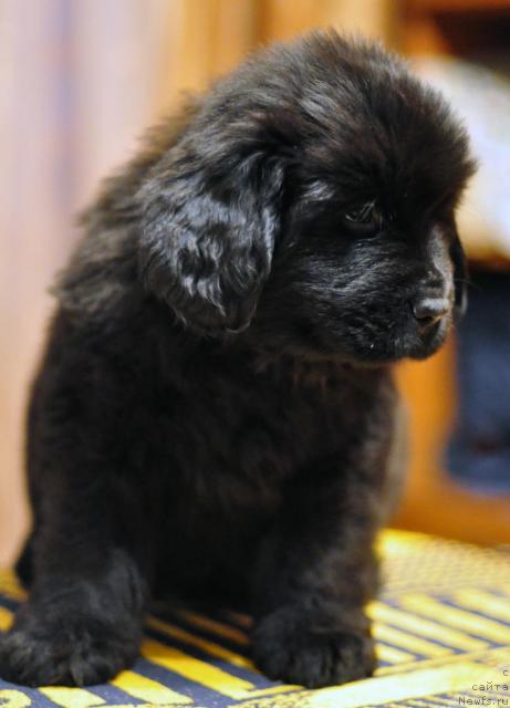 Фото: ньюфаундленд Potap YAna (Потап Яна)