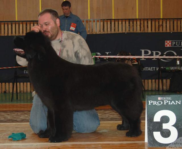 Фото: ньюфаундленд Zhemchuzhina Rostova s Berega Dona (Жемчужина Ростова с Берега Дона), Kiril Ermakov (Кирил Ермаков)