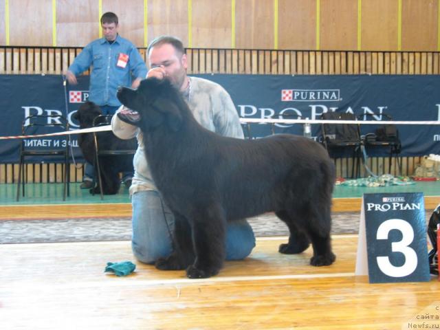 Фото: ньюфаундленд Zhemchuzhina Rostova s Berega Dona (Жемчужина Ростова с Берега Дона), Kiril Ermakov (Кирил Ермаков)