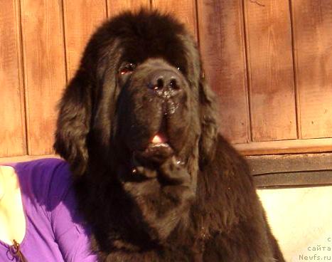 Фото: ньюфаундленд Bjornebandens Richardo Dot Com