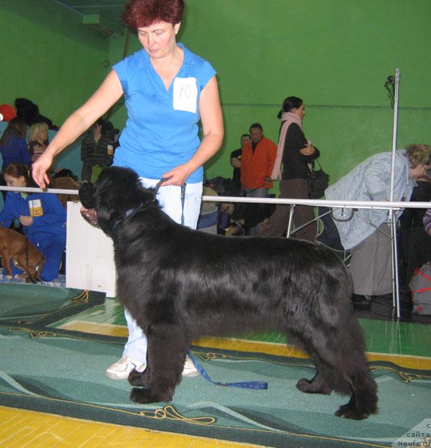 Фото: ньюфаундленд Dol'che Vita Iz Medvej'ego YAra (Дольче Вита Из Медвежьего Яра)