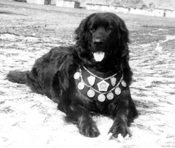 Фото: ньюфаундленд Morsi Dar'ya (Морси Дарья)