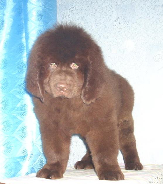 Фото: ньюфаундленд Rich-N-B'yutiful (Рич-Н-Бьютифул)