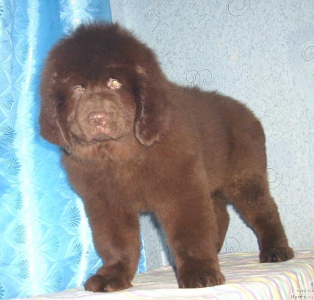 Фото: ньюфаундленд Rich-N-B'yutiful (Рич-Н-Бьютифул)