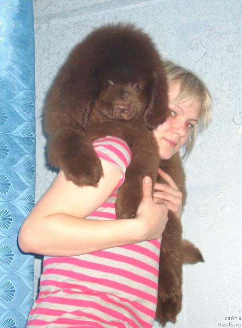 Фото: ньюфаундленд Rolls Roys (Роллс Ройс)