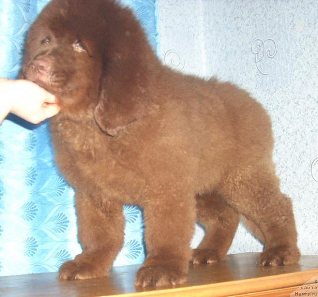 Фото: ньюфаундленд Rolls Roys (Роллс Ройс)