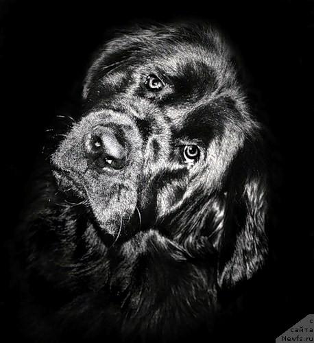 Фото: ньюфаундленд SHakira Plyush Bebi (Шакира Плюш Беби)