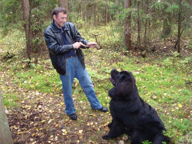 Фото: ньюфаундленд Smigar Dar Bojiy (Смигар Дар Божий)