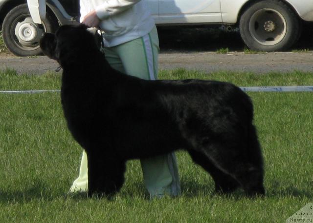 Фото: ньюфаундленд Fantasy (Фентази)