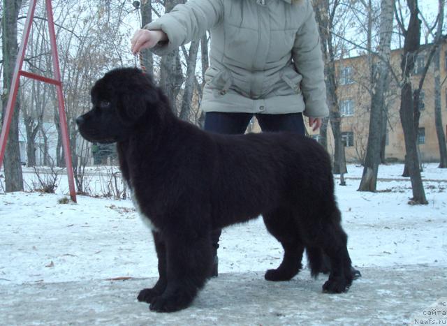 Фото: ньюфаундленд Mag Ispolin Lira Lyubvi (Маг Исполин Лира Любви)