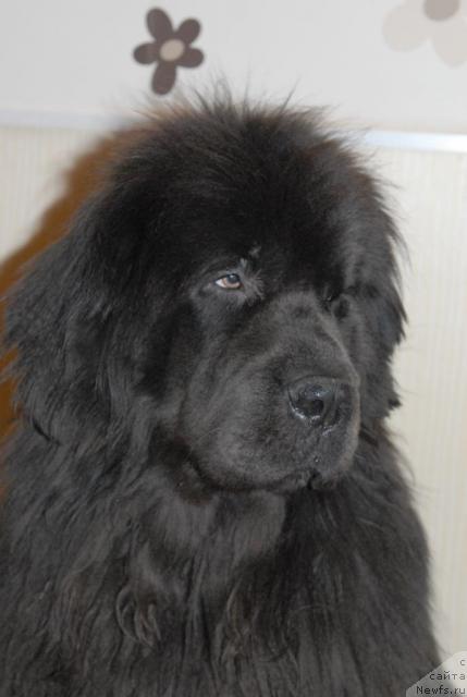 Фото: ньюфаундленд Sent Djons Ikar (Сент Джонс Икар)