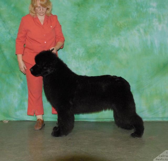 Фото: ньюфаундленд Sent Djons Romance of Love (Сент Джонс Романсе оф Лав)