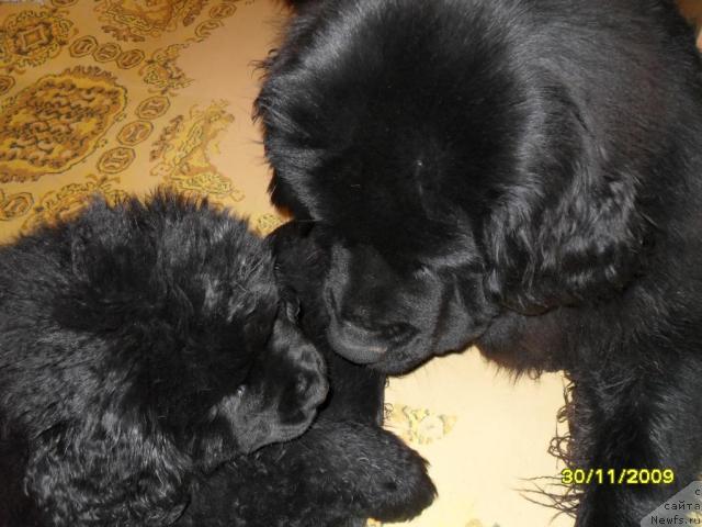 Фото: ньюфаундленд Toptyijka Spyaschaya Krasavica (Топтыжка Спящая Красавица)