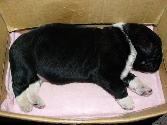 Фото: ньюфаундленд Pchyolkin Dom Grand Gerkules (Пчёлкин Дом Гранд Геркулес)