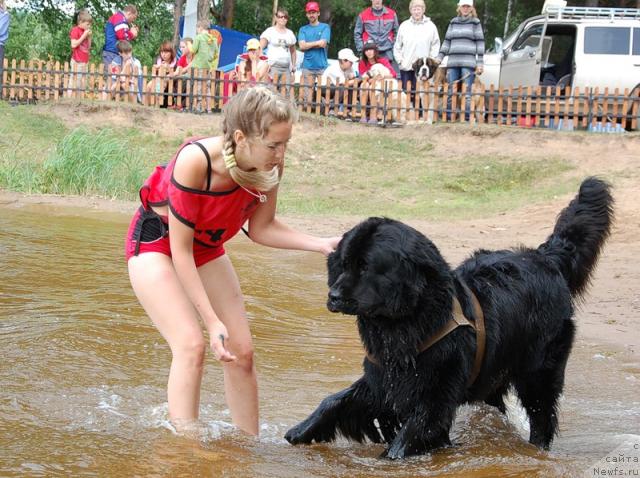 Фото: ньюфаундленд Mag Ispolin Kopperfil'd (Маг Исполин Копперфильд), Aleksandra Kanunnikova (Александра Канунникова)