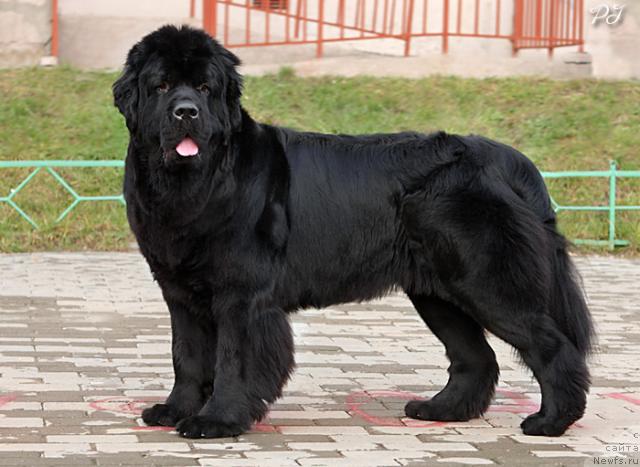 Фото: ньюфаундленд Plyushevaya Panda Kendra Dyurbahler Klab (Плюшевая Панда Кендра Дюрбахлер Клаб)