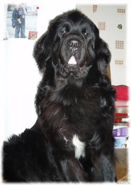 Фото: ньюфаундленд Mag Ispolin Kopperfil'd (Маг Исполин Копперфильд)