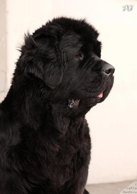 Фото: ньюфаундленд Plyushevaya Panda Kendra Dyurbahler Klab (Плюшевая Панда Кендра Дюрбахлер Клаб)