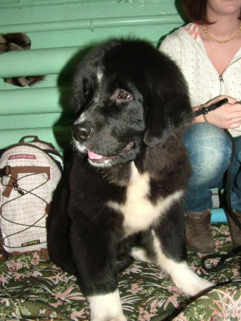 Фотография № 34983